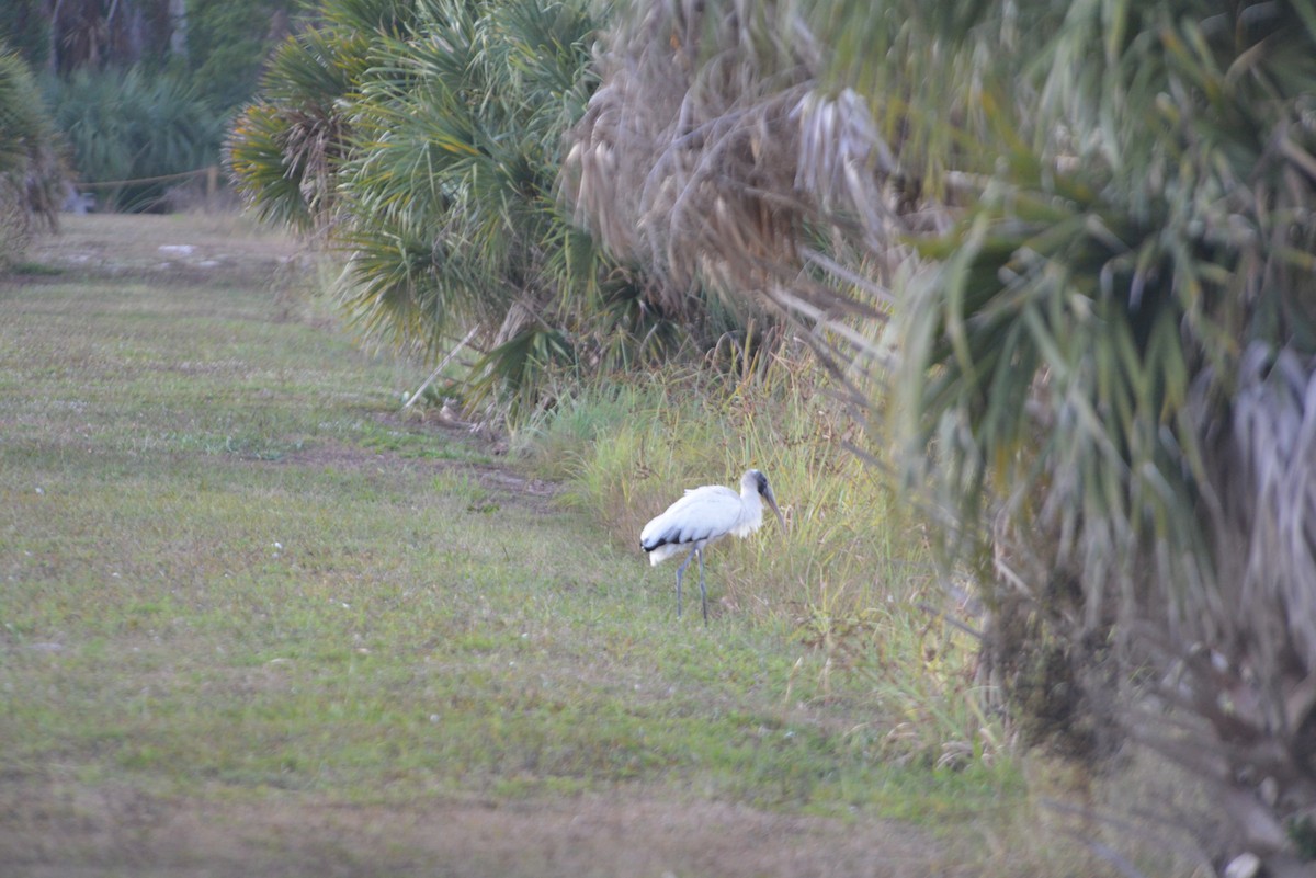 Wood Stork - ML646366390