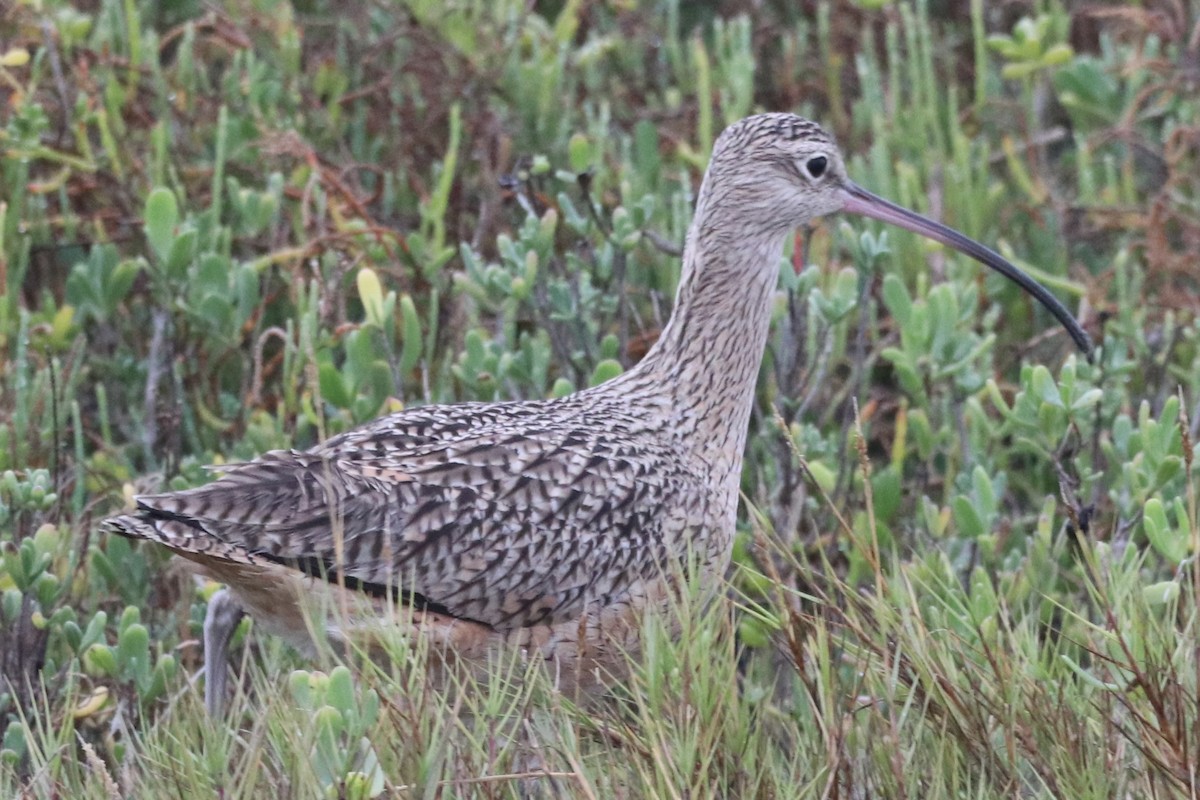Long-billed Curlew - ML646366391