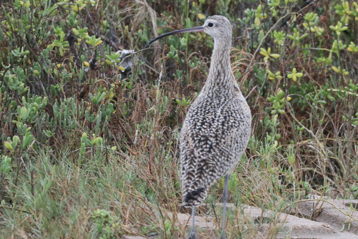 Long-billed Curlew - ML646366393