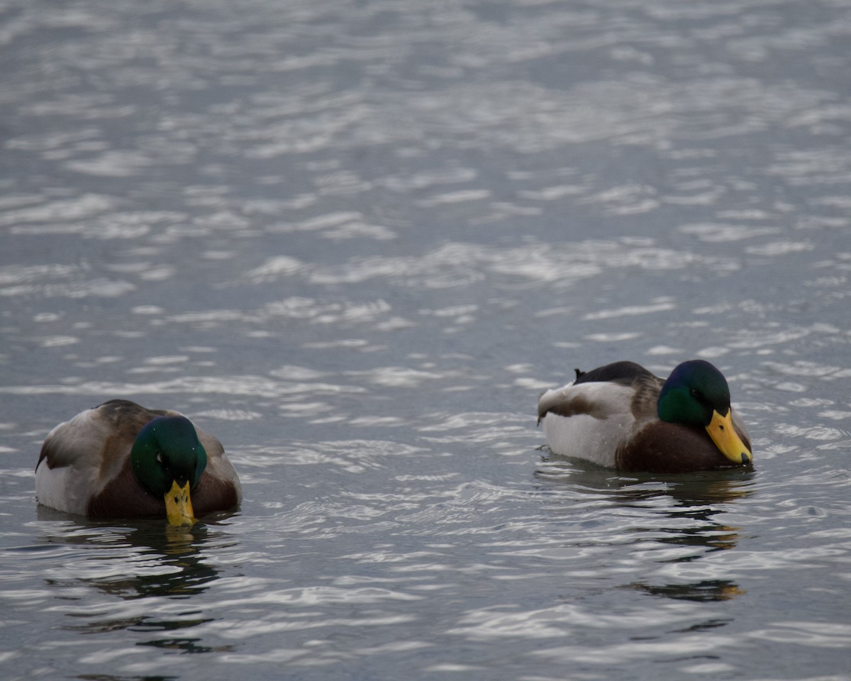 Mallard - ML646366395