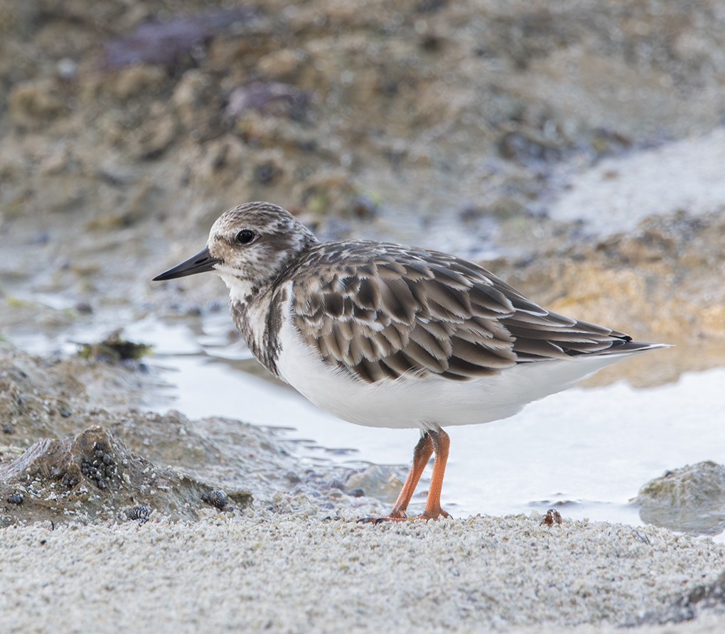 Ruddy Turnstone - ML646366396