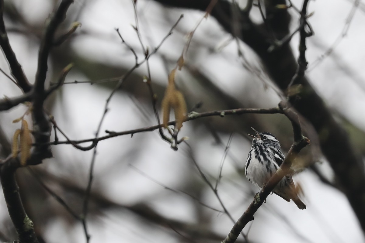 Black-and-white Warbler - ML646366397
