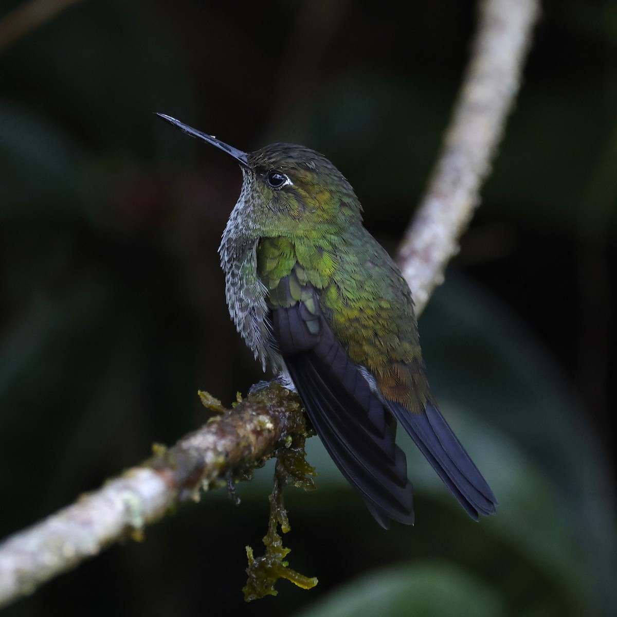 Greenish Puffleg - ML646366398