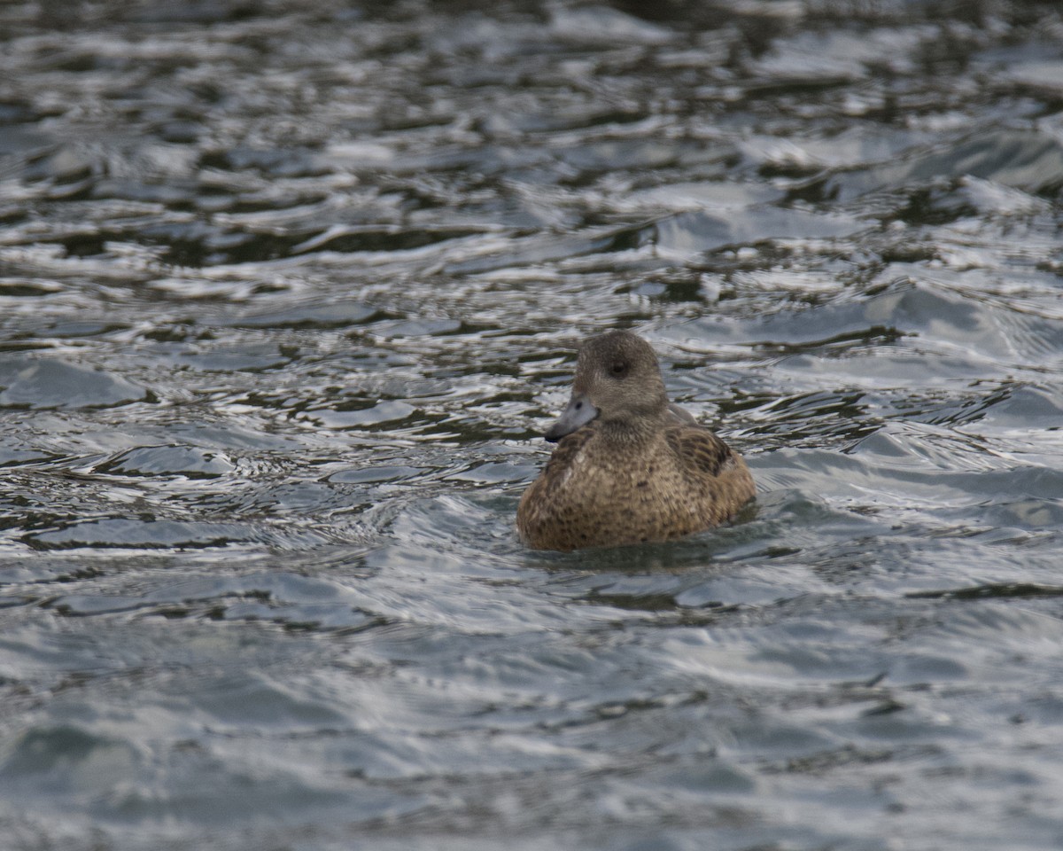 American Wigeon - ML646366400
