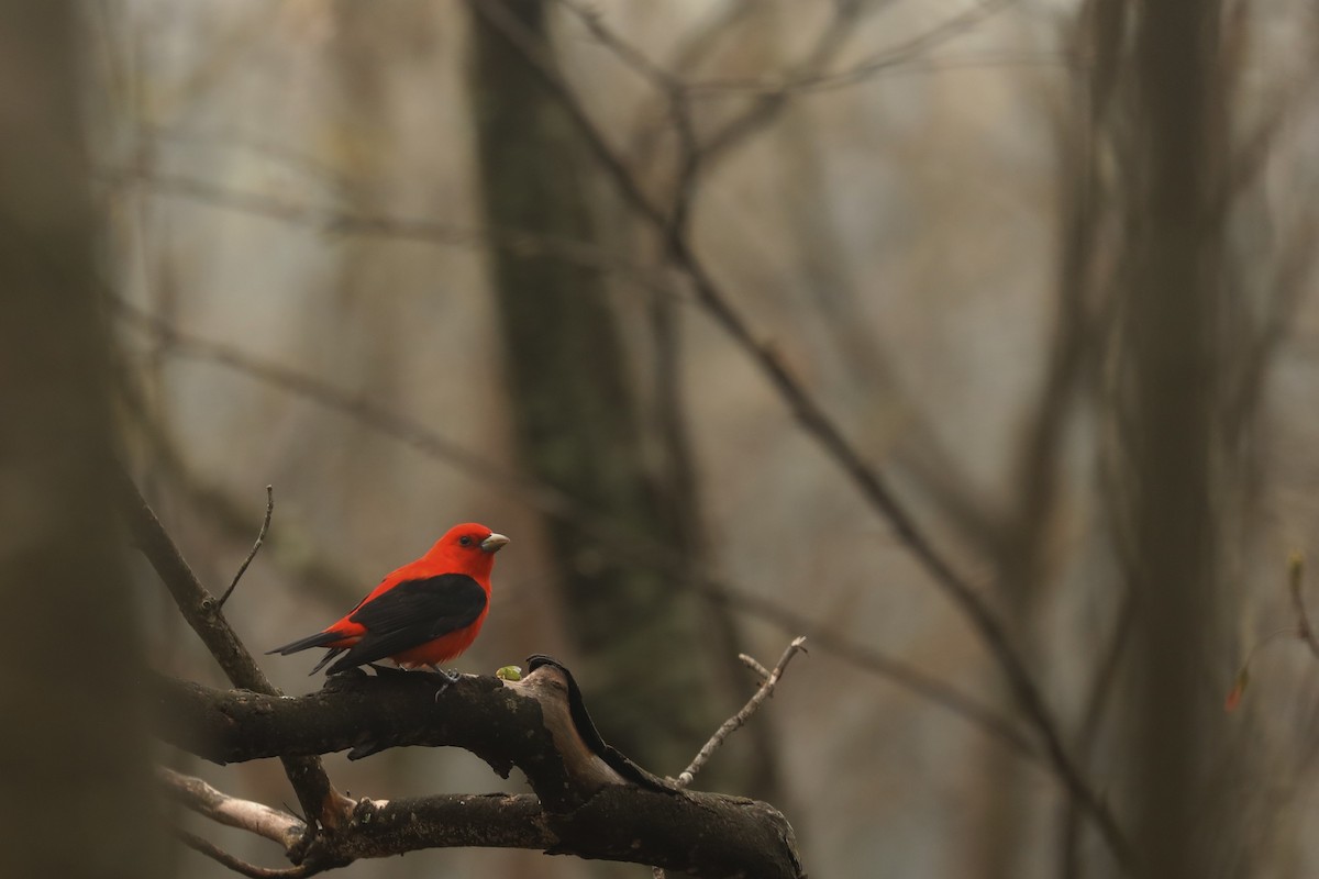 Scarlet Tanager - ML646366402