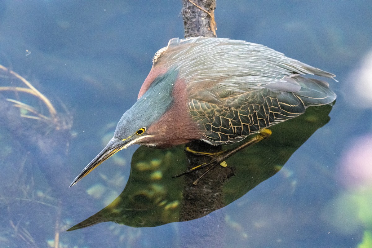 Green Heron - ML646366403