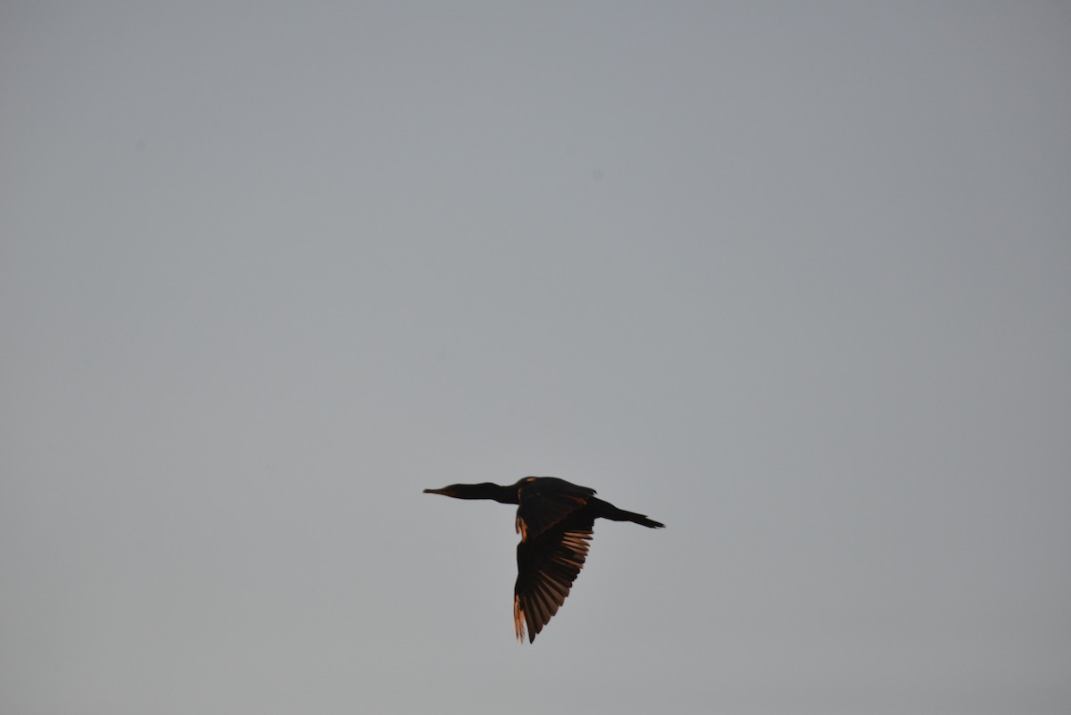 totoppskarv - ML646366405