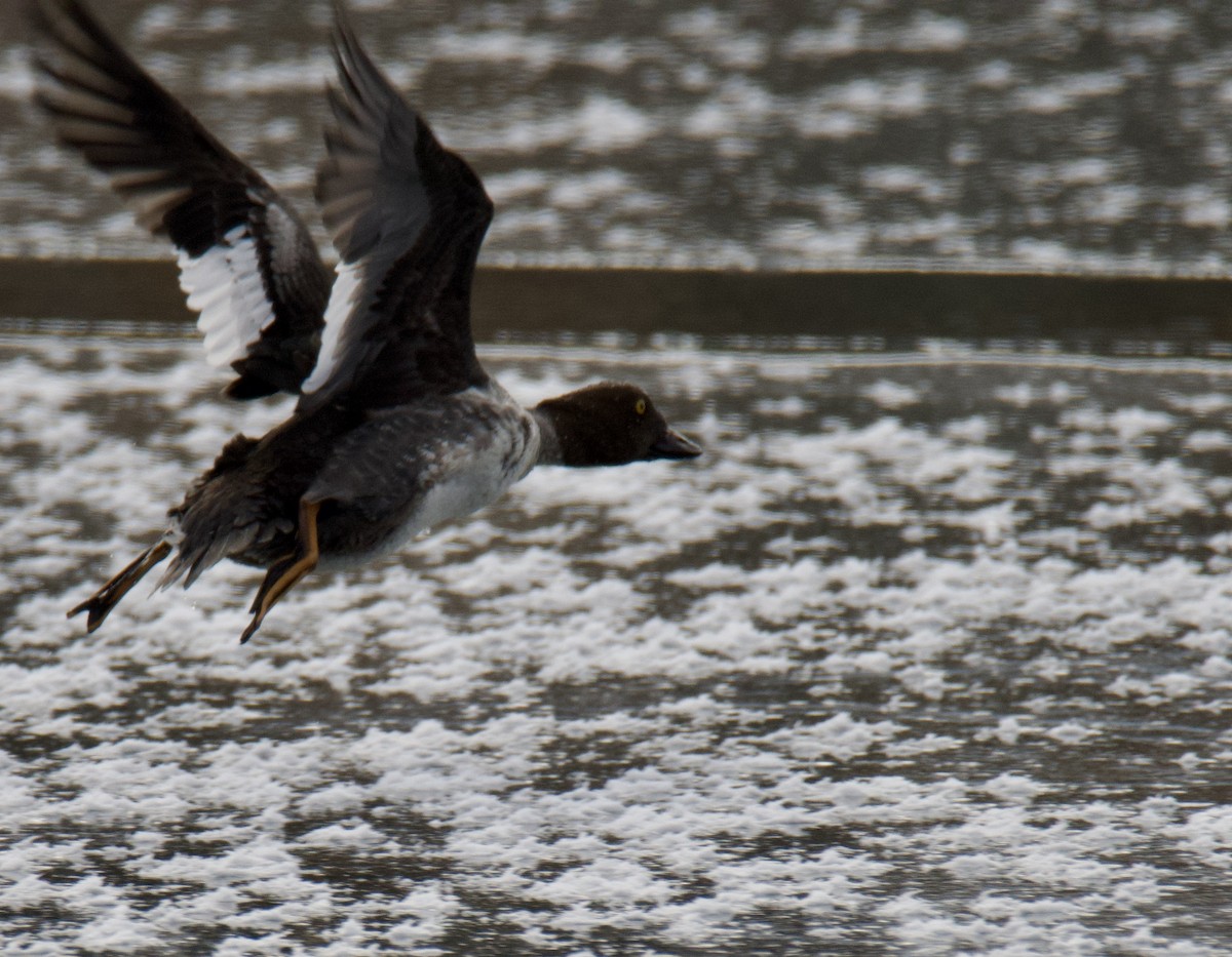 Common Goldeneye - ML646366406