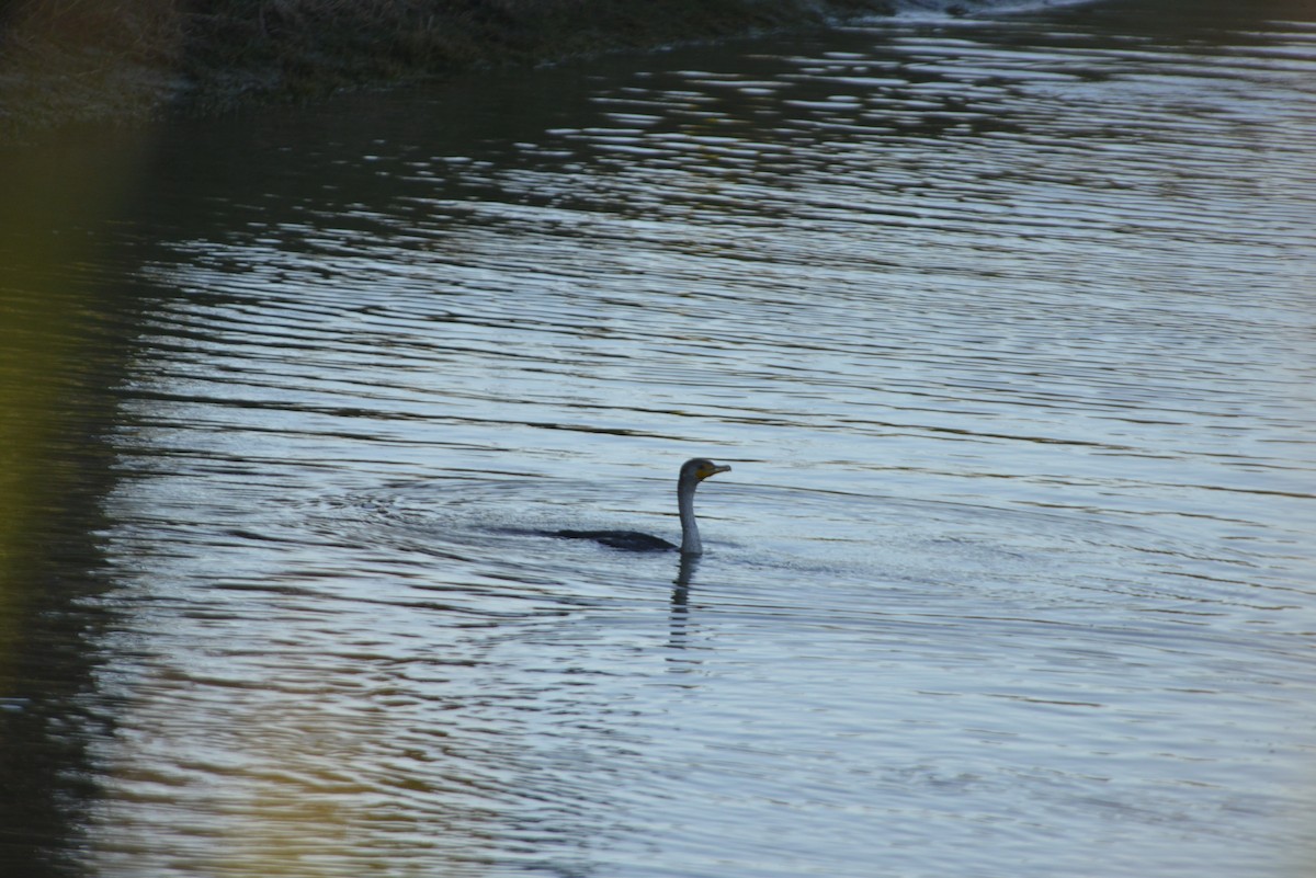 totoppskarv - ML646366409