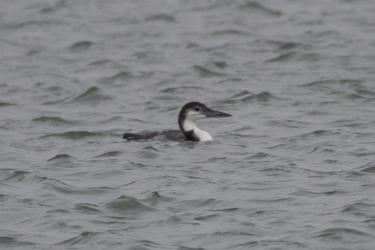 Common Loon - ML646366414