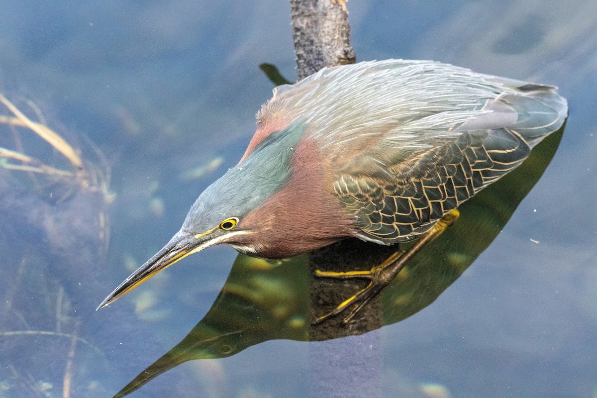 Green Heron - ML646366415