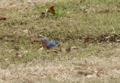 salašník modrý - ML646366418