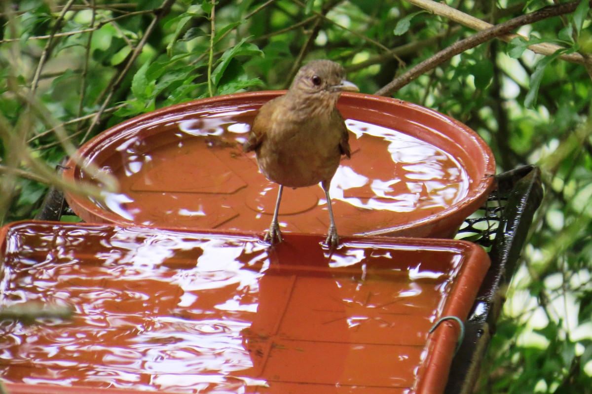 Pale-breasted Thrush - ML646366423