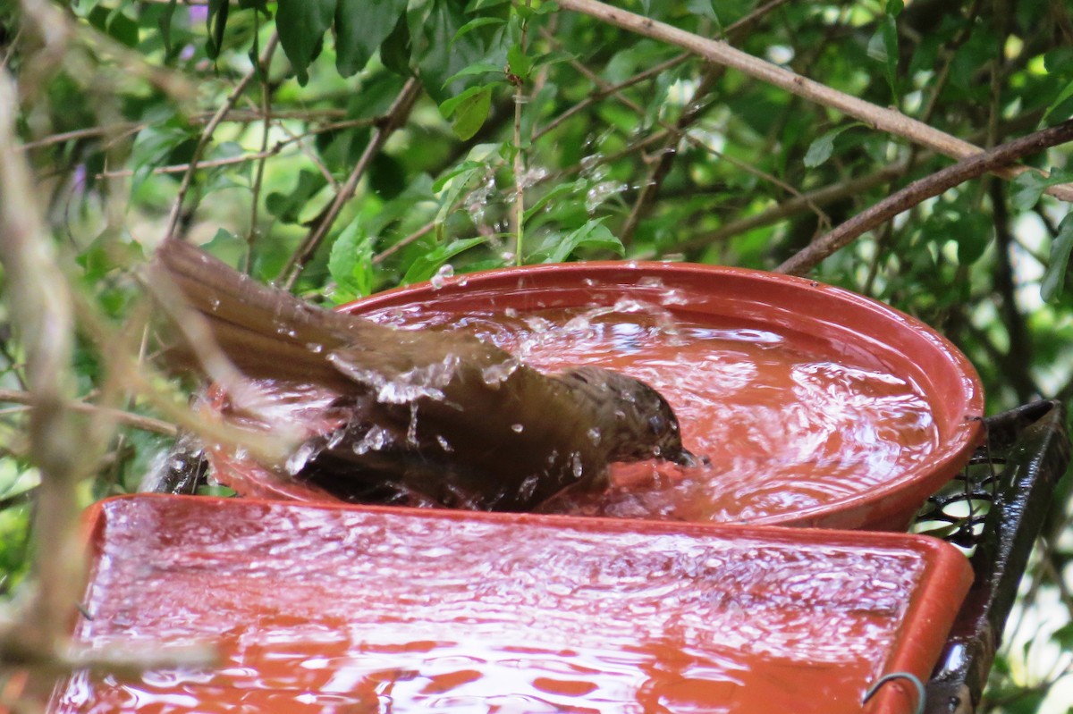 Pale-breasted Thrush - ML646366424