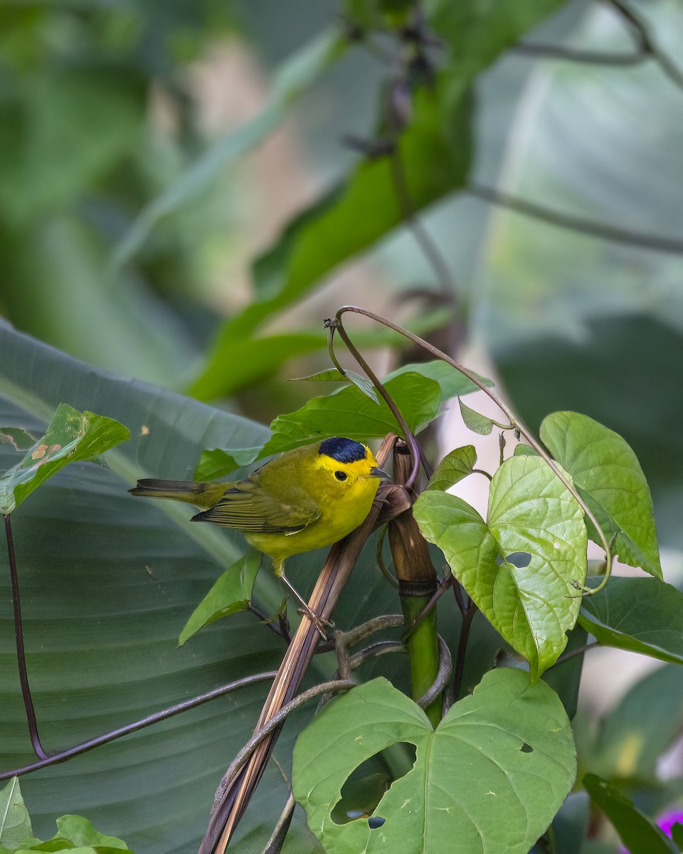 Wilson's Warbler - ML646366427