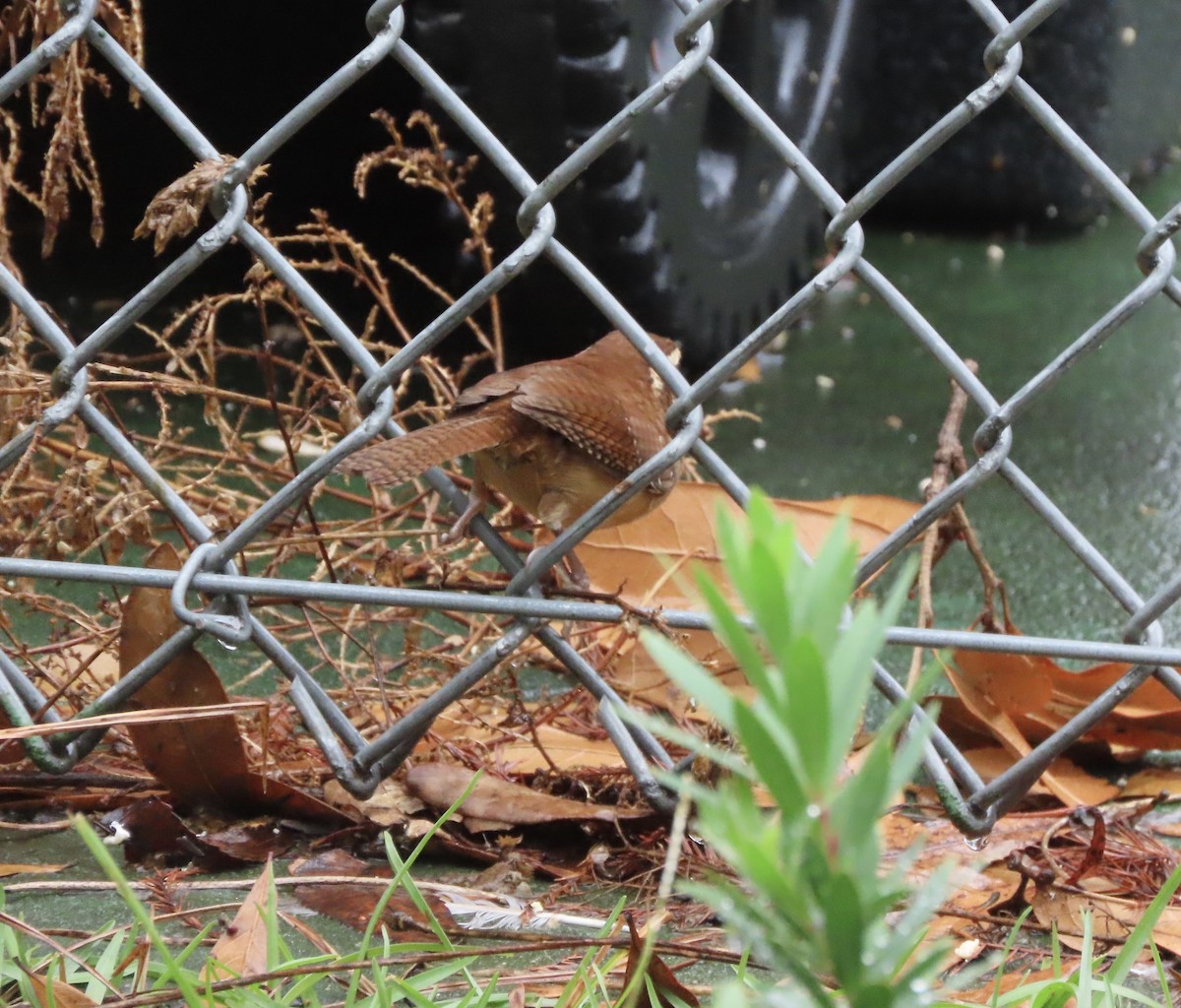 Carolina Wren - ML646366428
