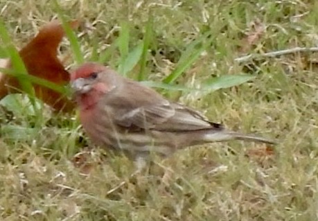 hýl rudoprsý - ML646366430