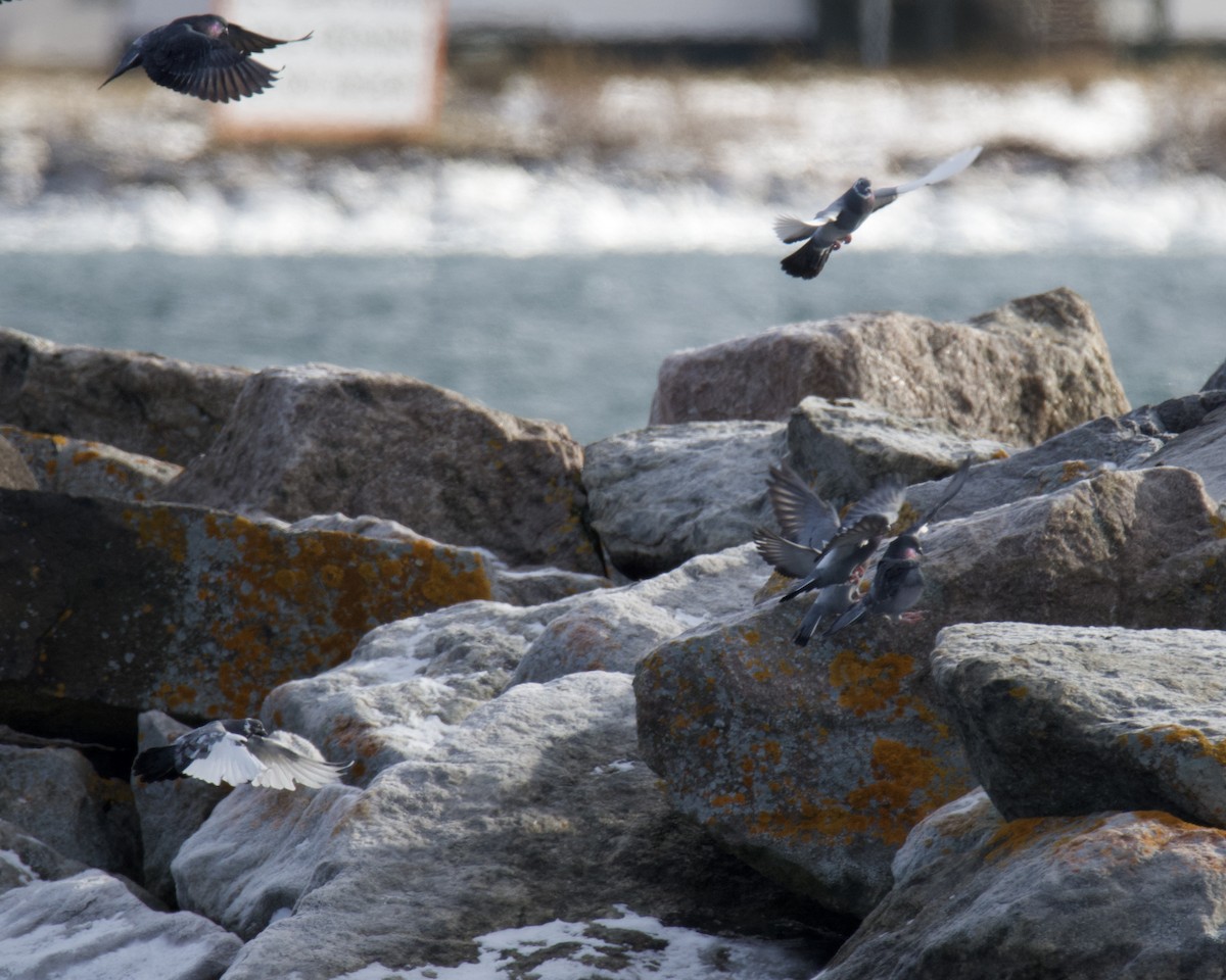 יונת בית - ML646366434