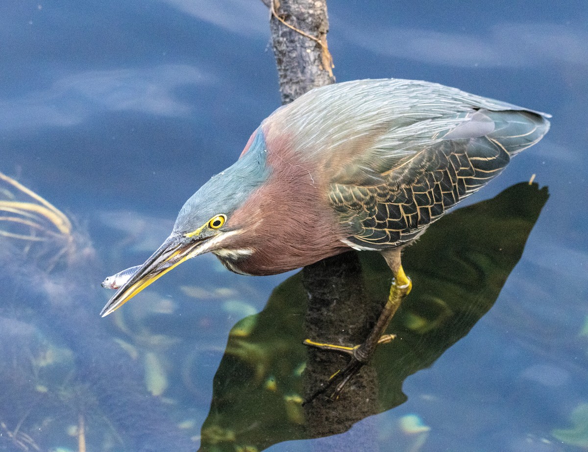 Green Heron - ML646366439
