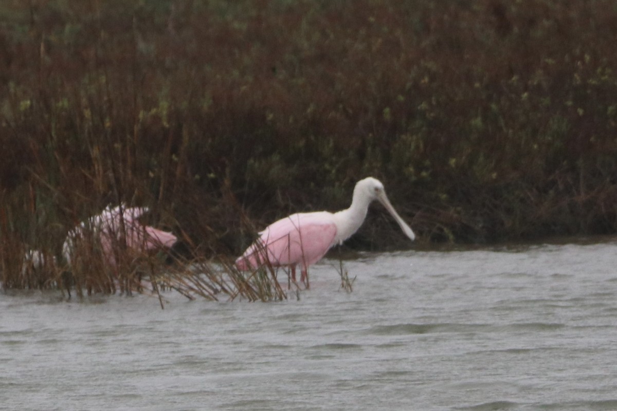 Espátula Rosada - ML646366440