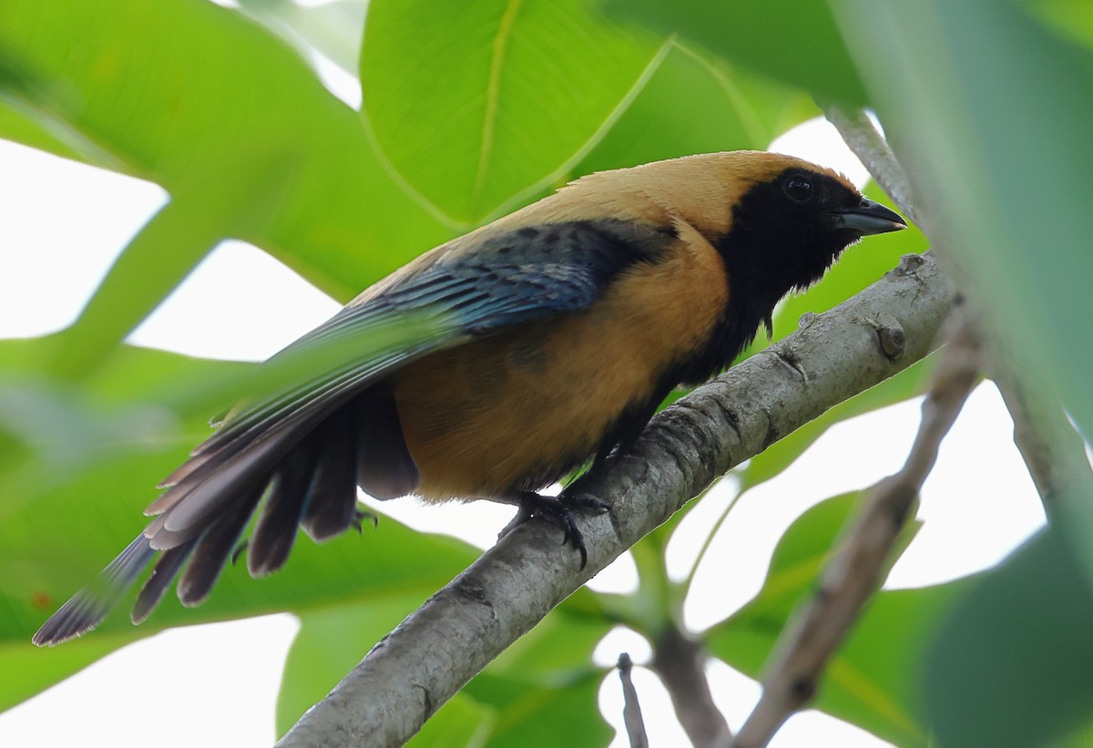 Burnished-buff Tanager - ML646366443
