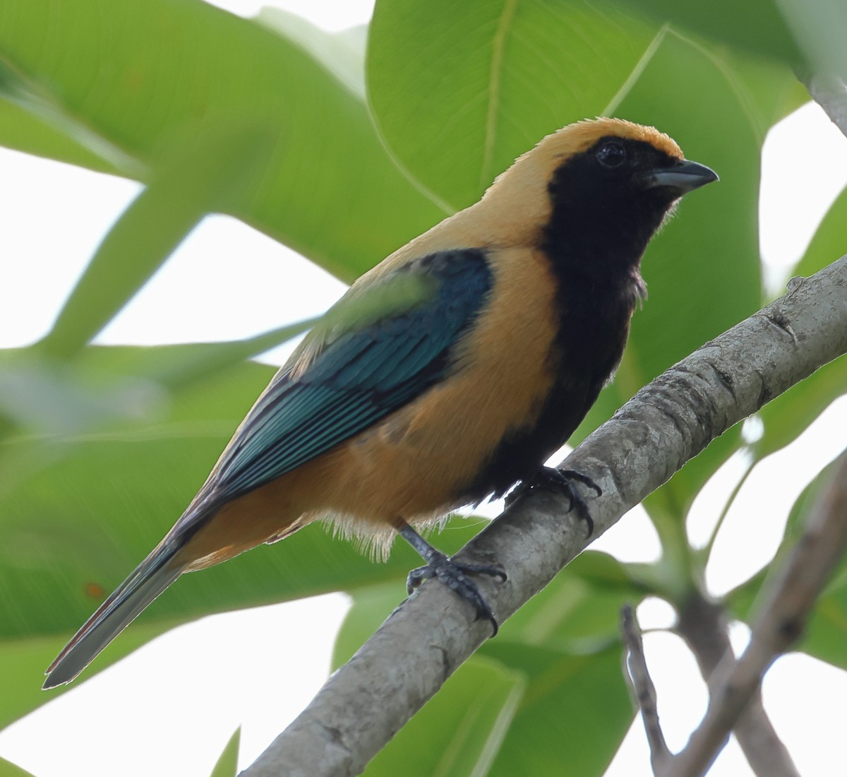 Burnished-buff Tanager - ML646366445