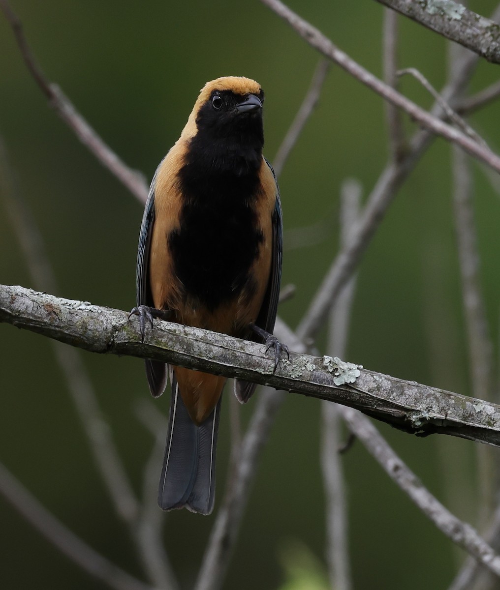 Burnished-buff Tanager - ML646366446