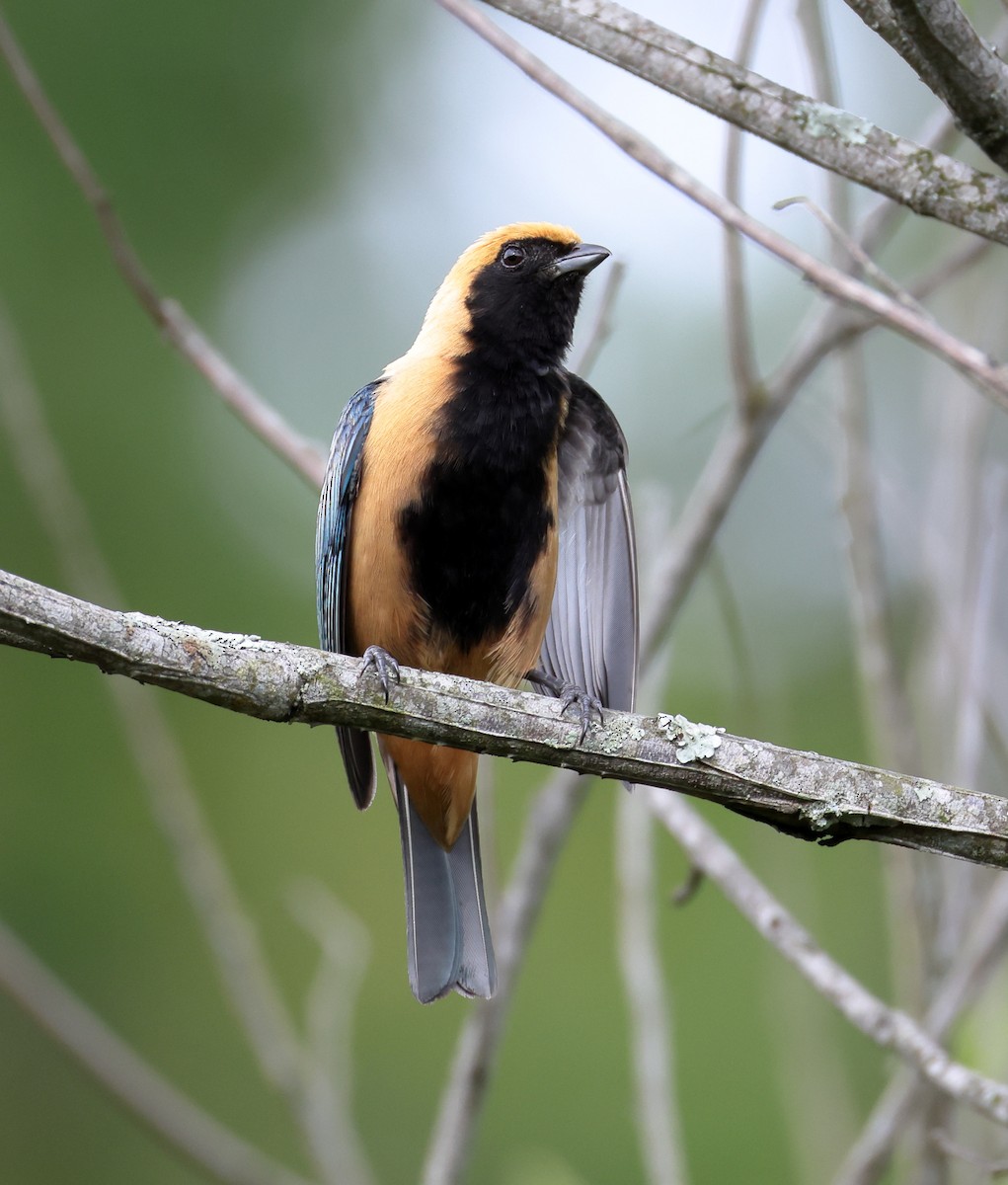 Burnished-buff Tanager - ML646366447