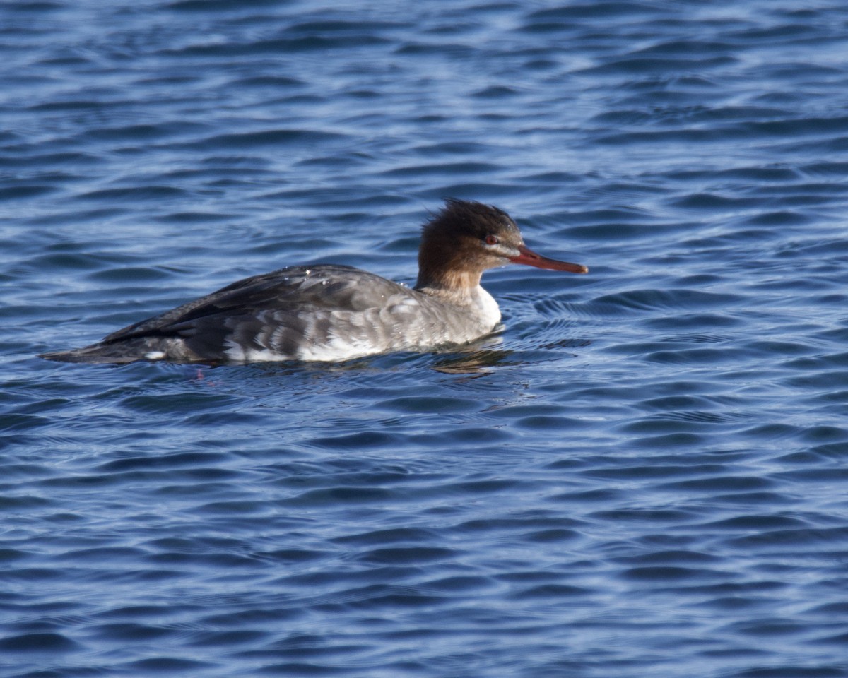 Red-breasted Merganser - ML646366450
