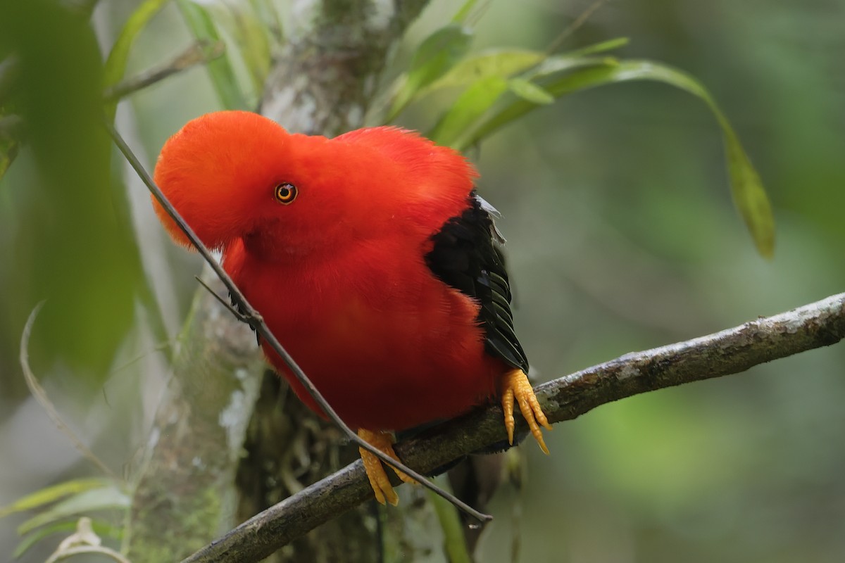Andean Cock-of-the-rock - ML646366454