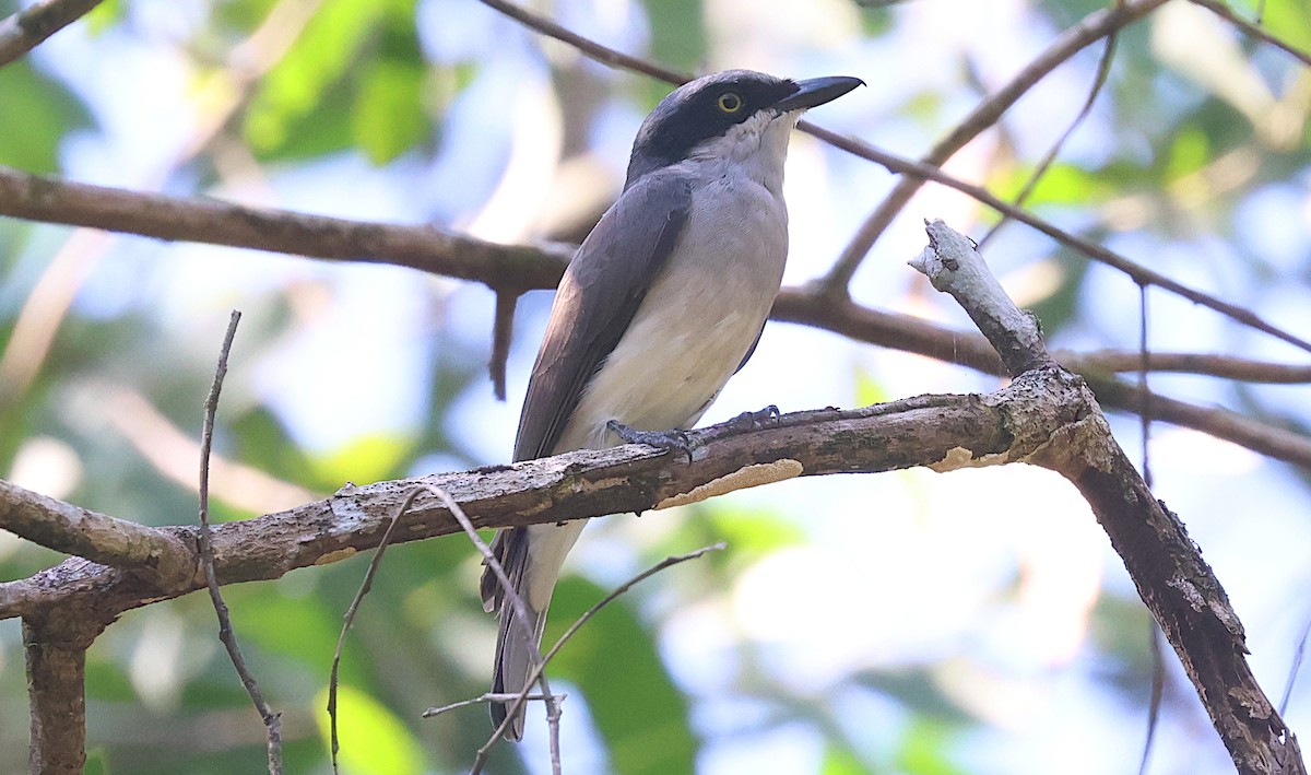 Malabar Woodshrike - ML646366455