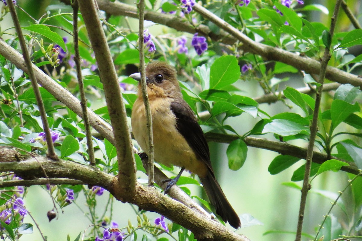 Black-goggled Tanager - ML646366456