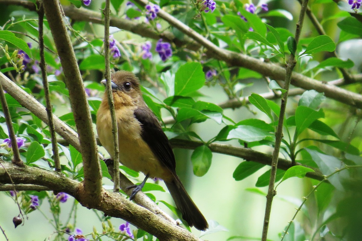 Black-goggled Tanager - ML646366458