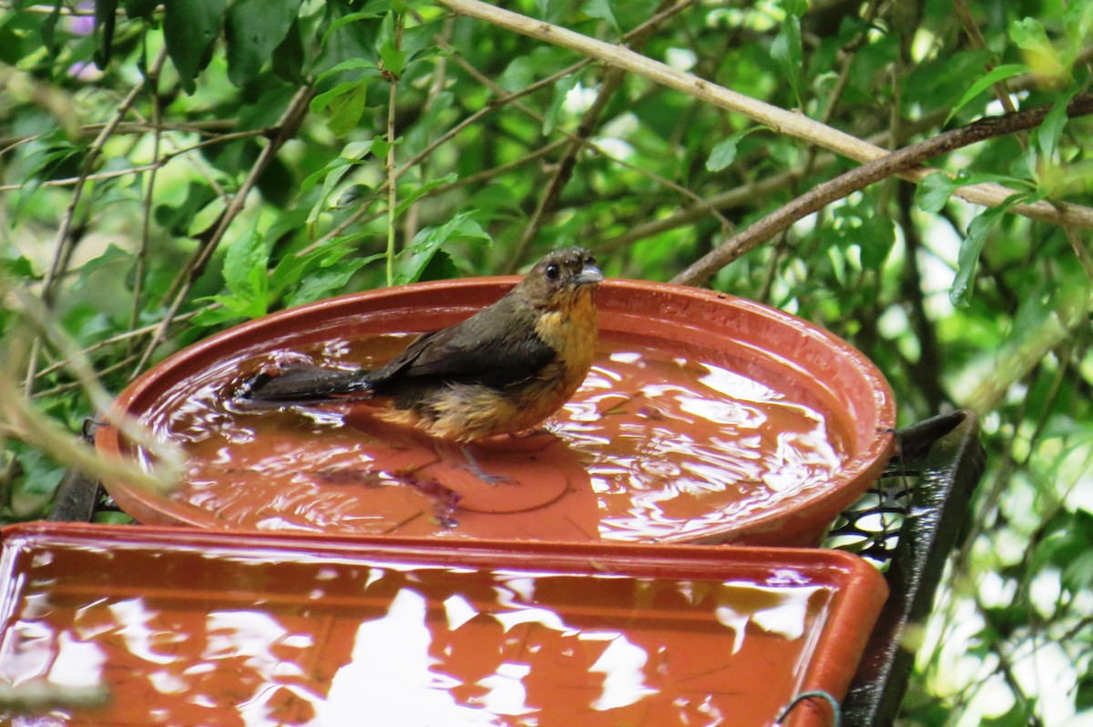 Black-goggled Tanager - ML646366459