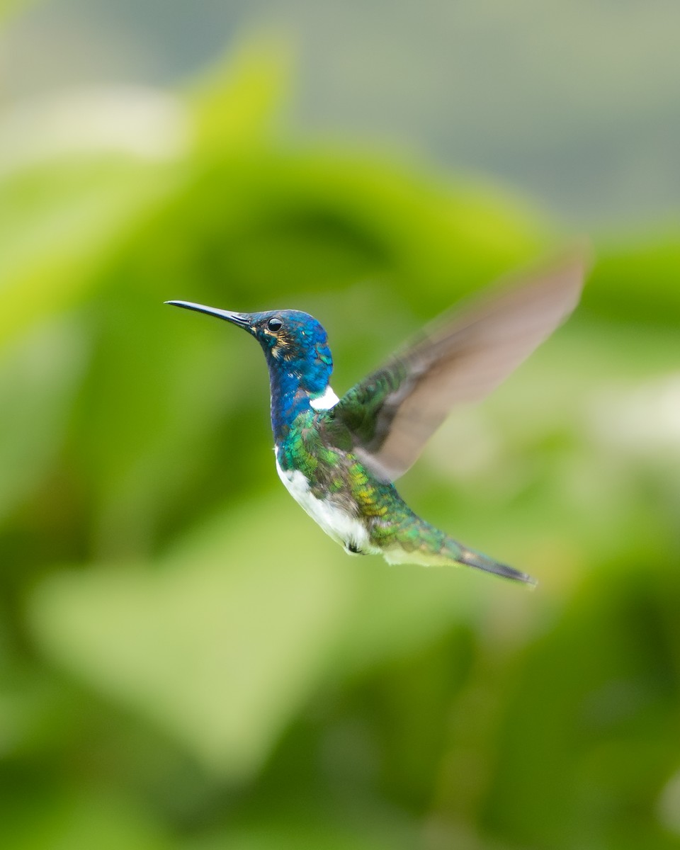 White-necked Jacobin - ML646366460