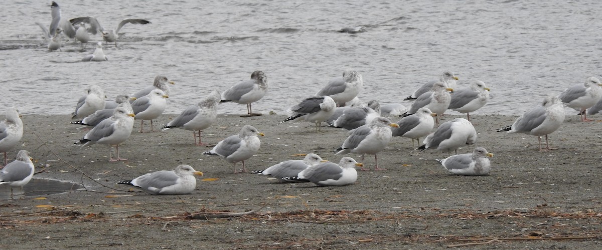 アイスランドカモメ（亜種 カナダカモメ） - ML646366473