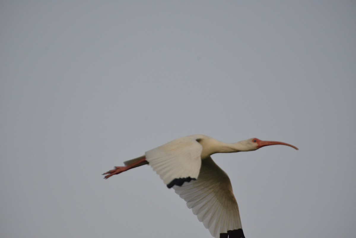 White Ibis - ML646366479