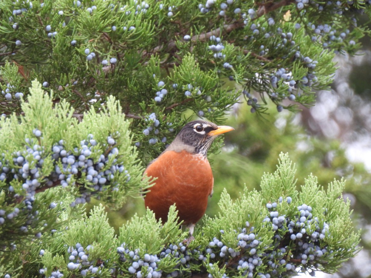 drozd stěhovavý - ML646366480