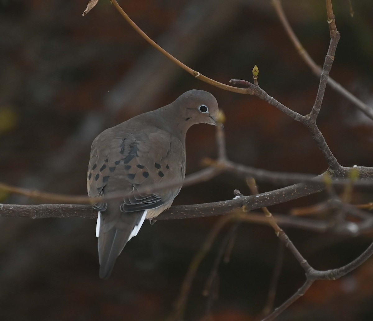 Mourning Dove - ML646366490