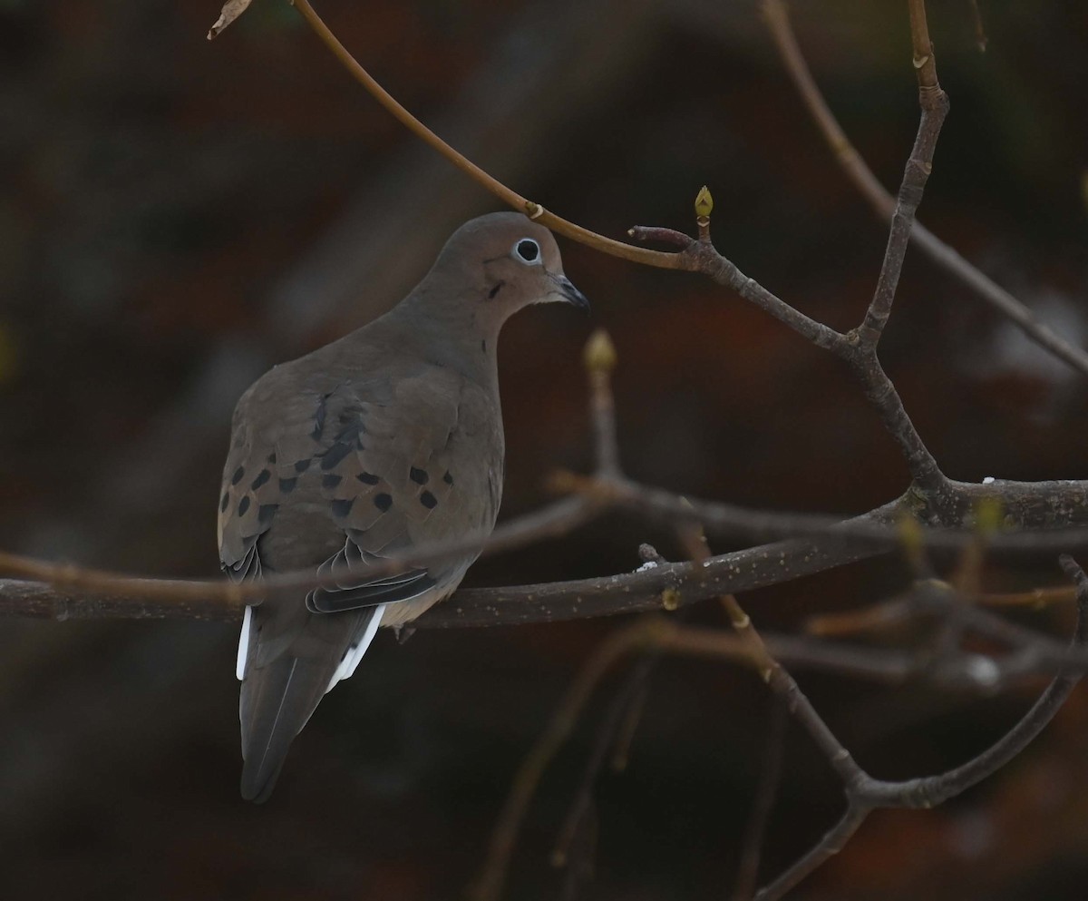 Mourning Dove - ML646366491