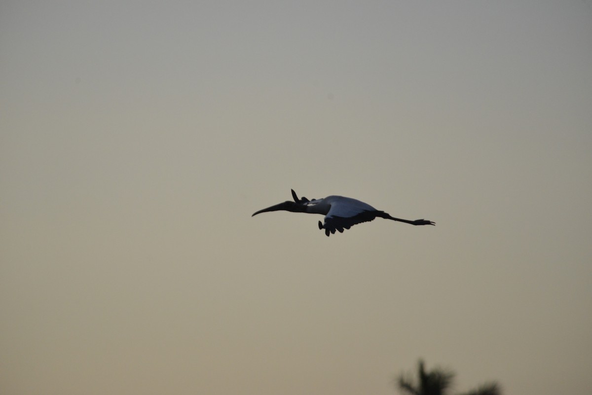 White Ibis - ML646366492