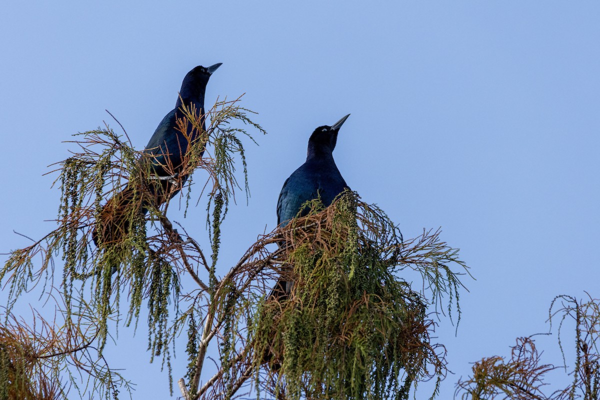 Boat-tailed Grackle - ML646366493