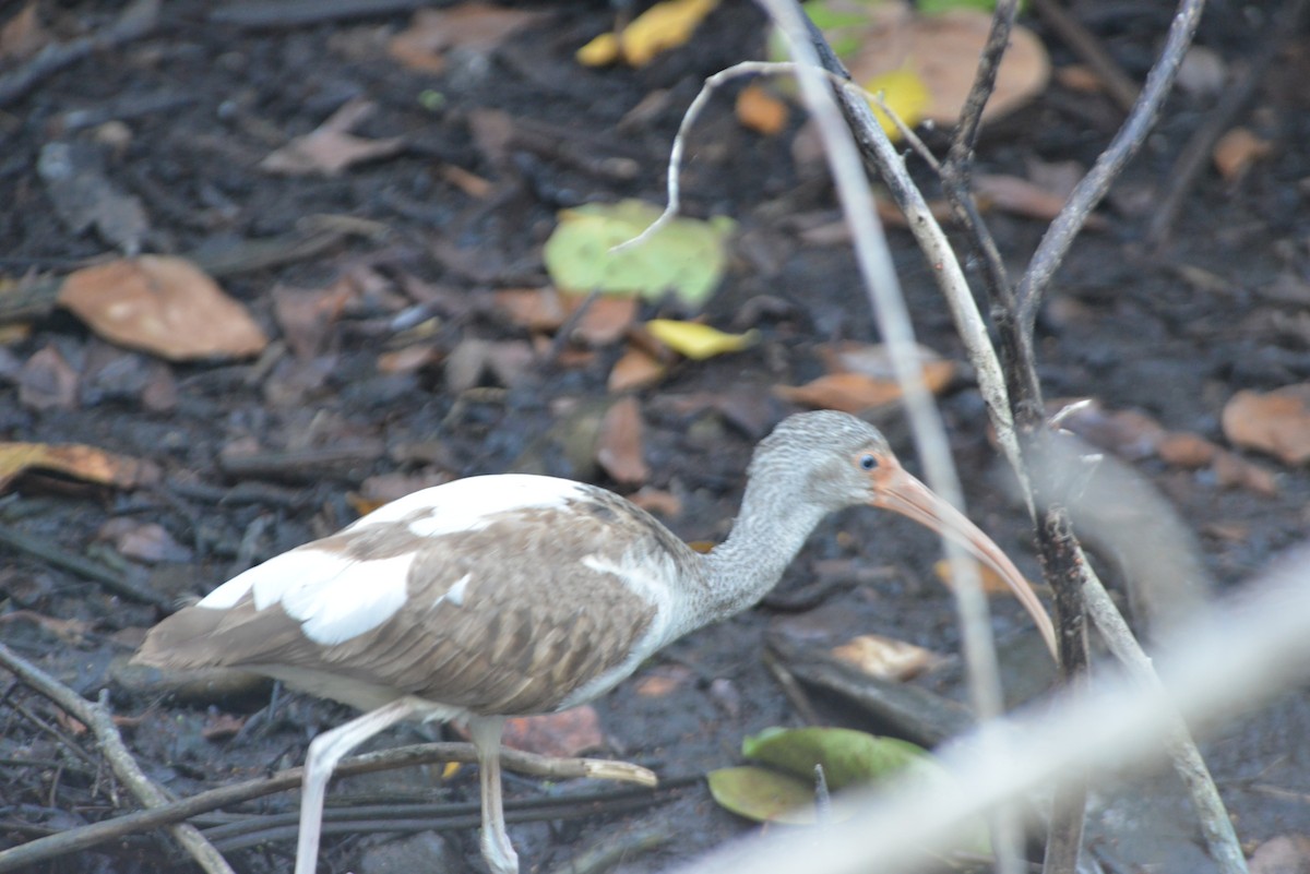 White Ibis - ML646366495