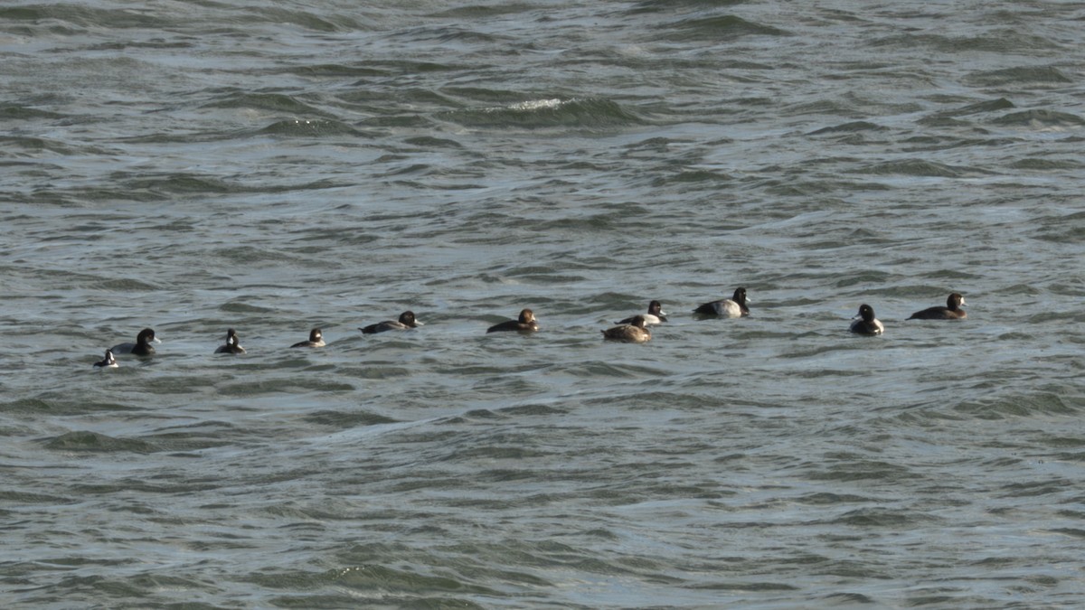Greater/Lesser Scaup - ML646366496