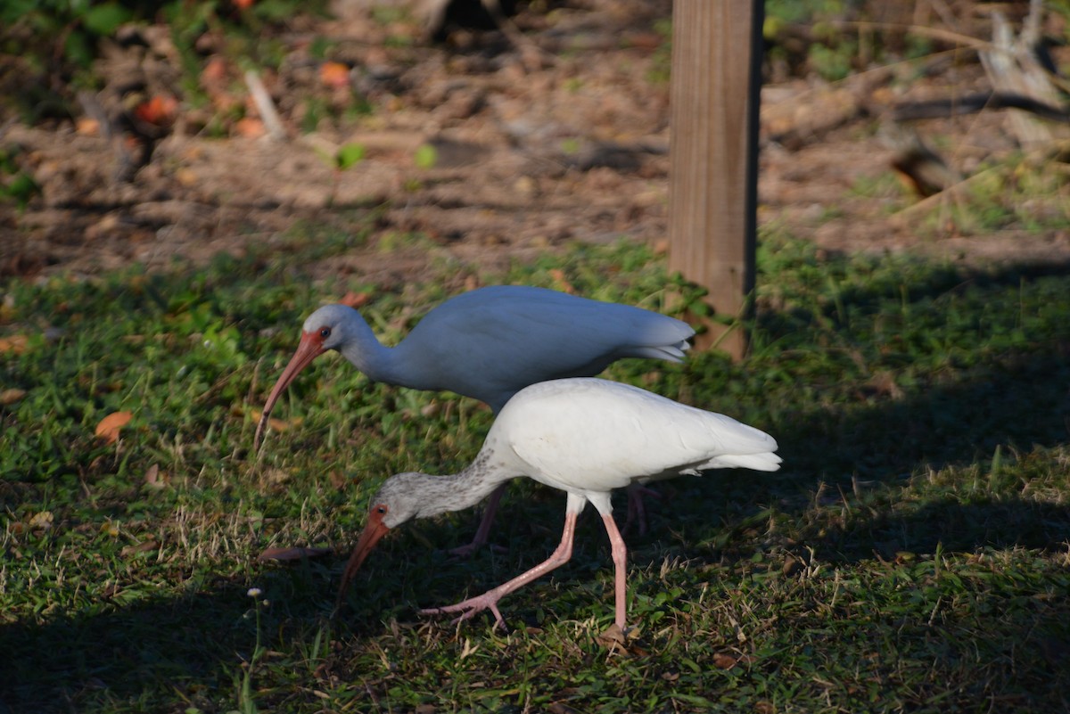 White Ibis - ML646366497