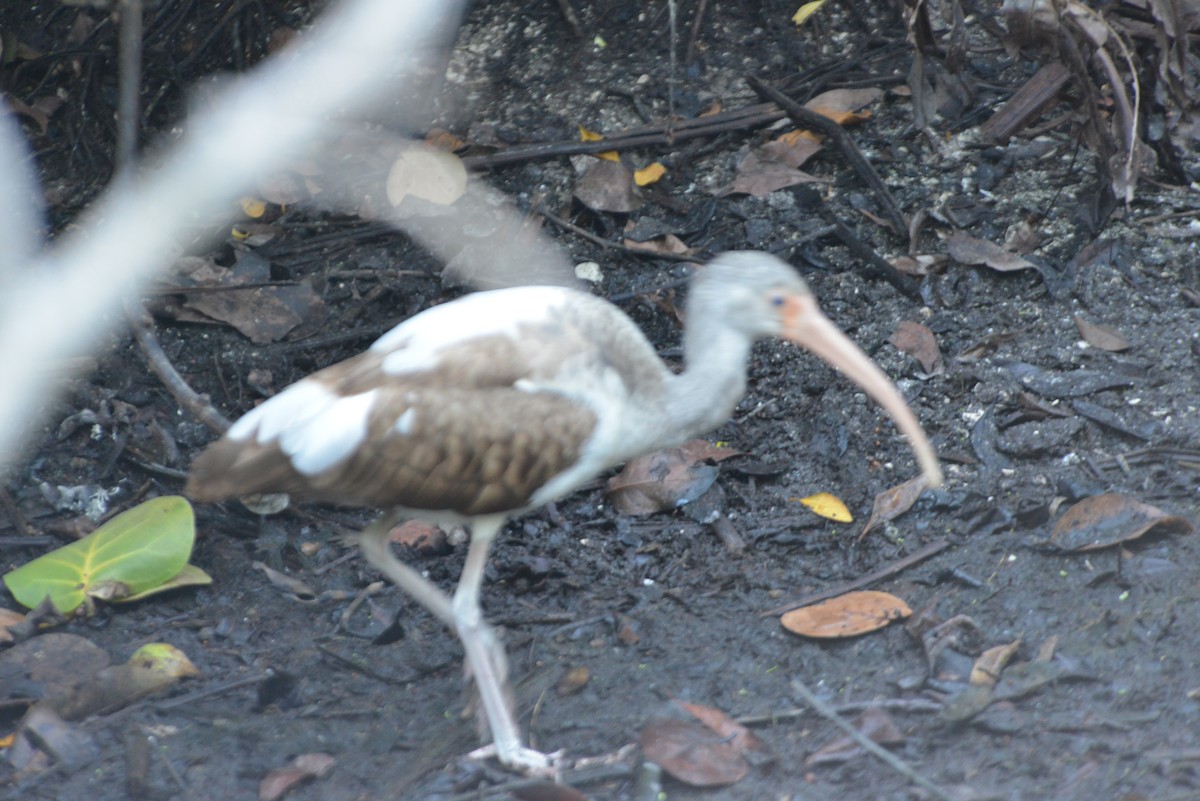 White Ibis - ML646366498