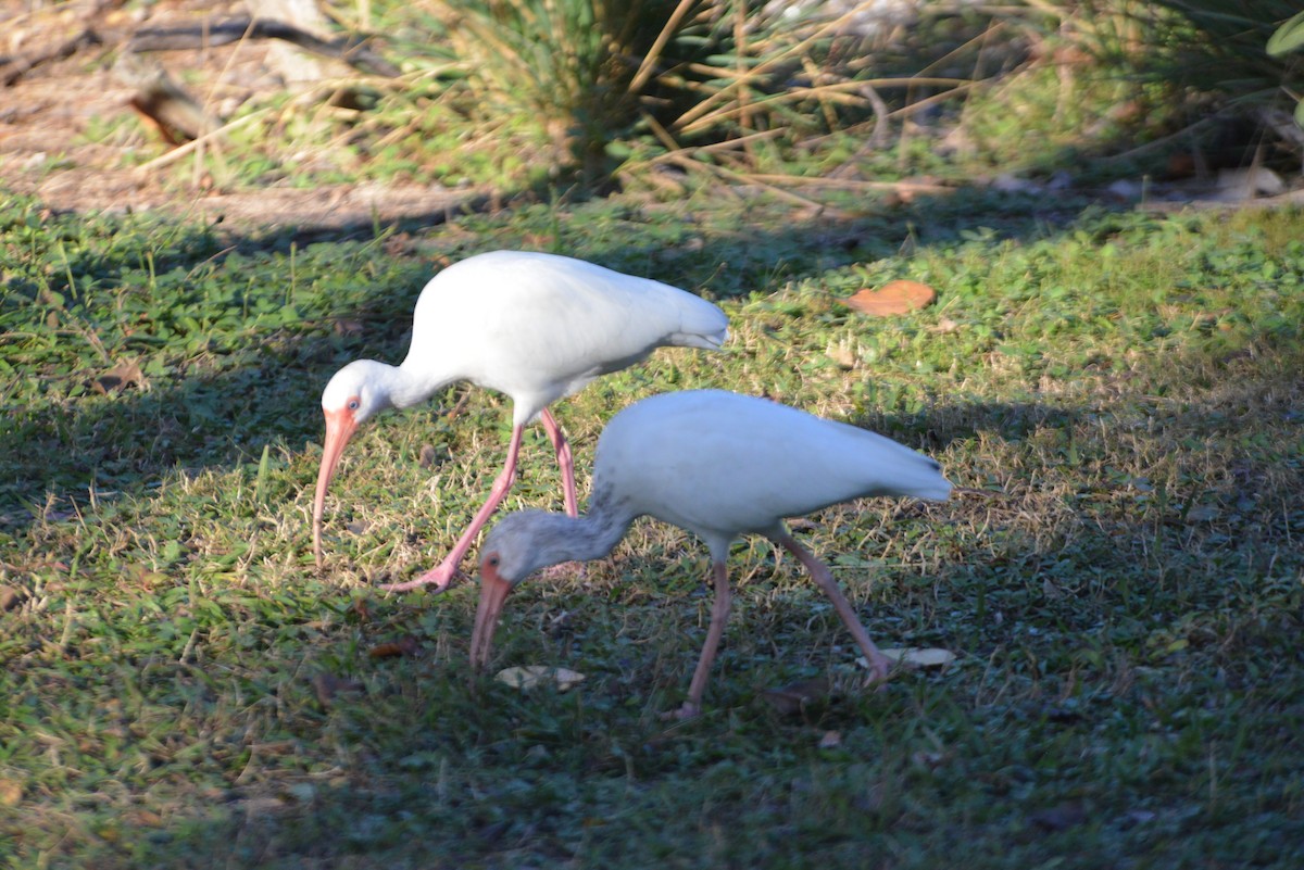 White Ibis - ML646366500