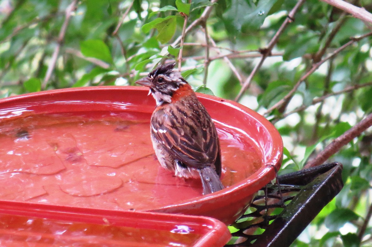 Rufous-collared Sparrow - ML646366503