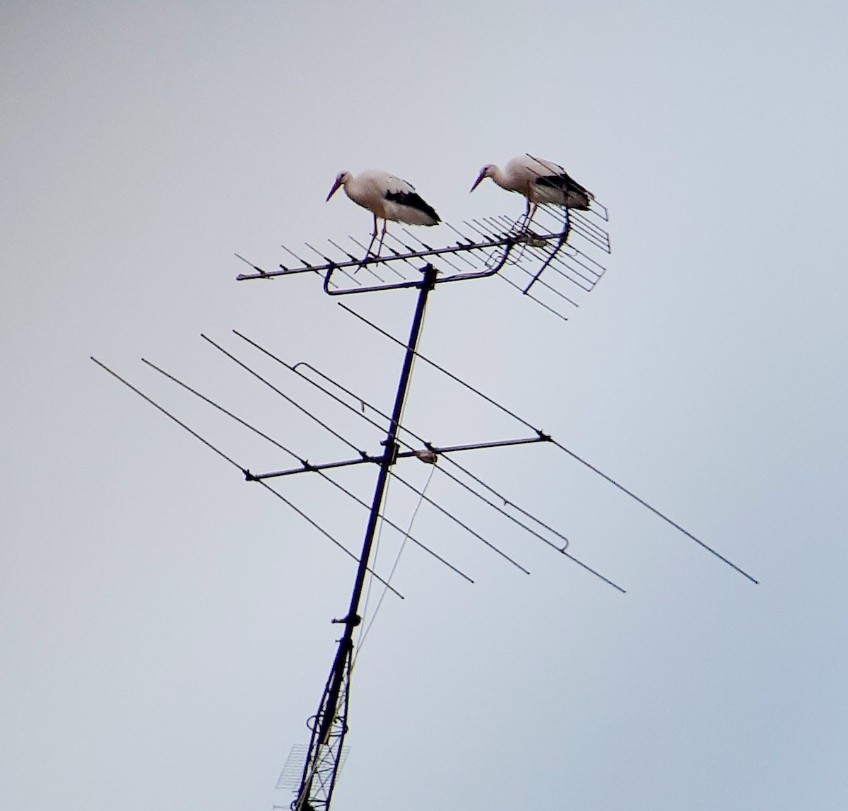 White Stork - ML646366504