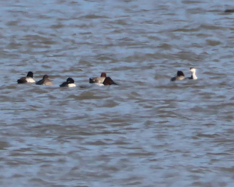 Txilinporta urrebelarria - ML646366507